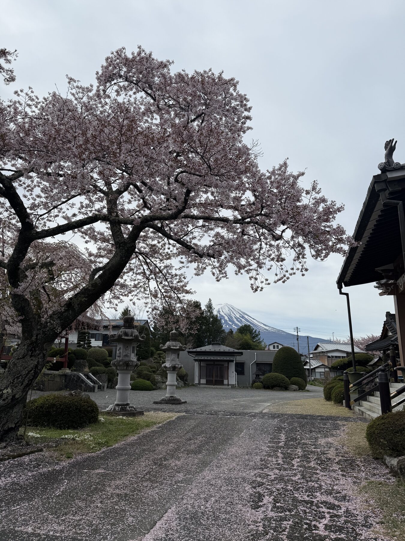 Cherry blossom path with Mt. Fuji, Japan